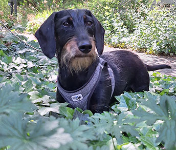 Bodo – unser Star auf vier Pfoten